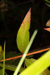 Swamp loosestrife